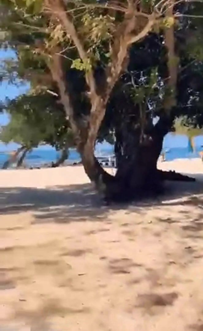 Just a Casual Day at The Beach